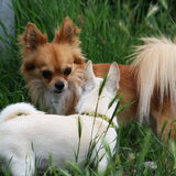 Foto van Lisa; Bobbie, Bentley & Lilly