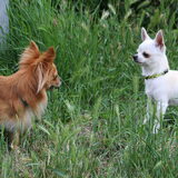 Foto van Lisa; Bobbie, Bentley & Lilly