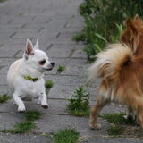 Foto van Lisa; Bobbie, Bentley & Lilly