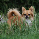 Foto van Lisa; Bobbie, Bentley & Lilly