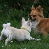 Foto van Lisa; Bobbie, Bentley & Lilly