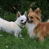 Foto van Lisa; Bobbie, Bentley & Lilly