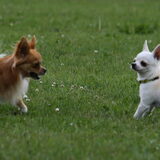 Foto van Lisa; Bobbie, Bentley & Lilly