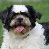 Foto van Lisa; Bobbie, Bentley & Lilly