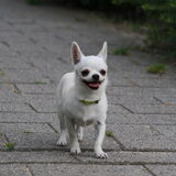 Foto van Lisa; Bobbie, Bentley & Lilly