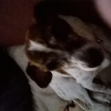 Toby
