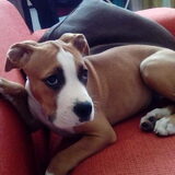 Dit is onze pup Luna, hier zit ze liefde vol naar het eten in men…