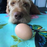 Benka die heeft wel zin in een eitje.