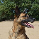 Foto van Dutchshepherdteam