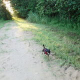 Balou aan de wandel.