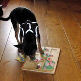 Balou aan het puzzelen.