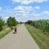 Foto van Dutchshepherdteam