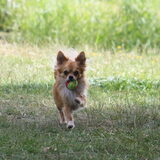Foto van Lisa; Bobbie, Bentley & Lilly