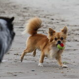 Foto van Lisa; Bobbie, Bentley & Lilly