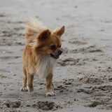 Foto van Lisa; Bobbie, Bentley & Lilly