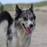 Foto van Lisa; Bobbie, Bentley & Lilly