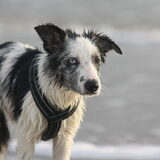 Foto van Lisa; Bobbie, Bentley & Lilly