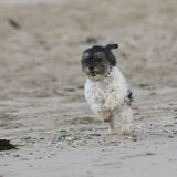 Foto van Lisa; Bobbie, Bentley & Lilly