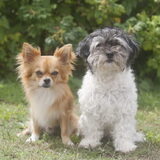 Foto van Lisa; Bobbie, Bentley & Lilly