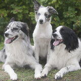 Foto van Lisa; Bobbie, Bentley & Lilly