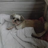 Onze Shih Tzu teef Chanel van 4 jaar.