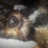 Foto van Ciska en Spanjaardje Moh (Bambi r.i.p.)