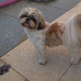 Foto van Cai de shih tzu