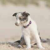 Foto van Angelique; Bruno, Charlie & Fenna