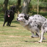 Foto van Angelique; Bruno, Charlie & Fenna