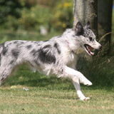 Foto van Angelique; Bruno, Charlie & Fenna