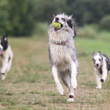 Foto van Angelique; Bruno, Charlie & Fenna
