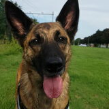 Foto van Dutchshepherdteam