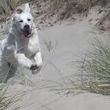 Foto van pascale
