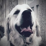 Foto van pascale