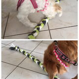 Foto van Sigrid, Sandy, Diva & Nala