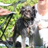 Foto van Ciska en Spanjaardje Moh (Bambi r.i.p.)
