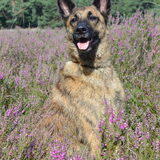 Foto van Dutchshepherdteam