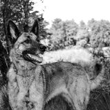 Foto van Dutchshepherdteam
