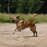 Foto van Dutchshepherdteam