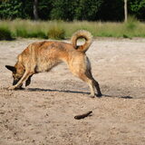 Foto van Dutchshepherdteam