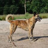 Foto van Dutchshepherdteam