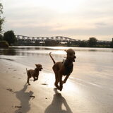 Foto van Inge, baasje van Gina, Flynn en Wobbe
