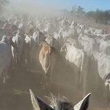 Foto van Dutchshepherdteam