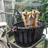 Wennen aan de fietsmand.
