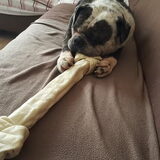 Foto van Desiree
