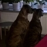 Moeilijk om ze apart op de foto te krijgen.