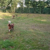 Foto van Dutchshepherdteam