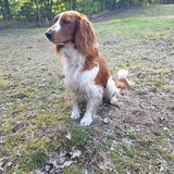 Foto van Dutchshepherdteam