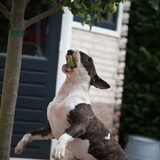 Foto van Hannah & Bink† en Beertje