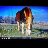 Foto van Ciska en Spanjaardje Moh (Bambi r.i.p.)